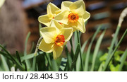 Желтые нарциссы Yellow daffodils (Narcissus poeticus) Стоковое видео, видеограф Ольга Сейфутдинова / Фотобанк Лори
