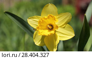 Желтые нарциссы Yellow daffodils (Narcissus poeticus) Стоковое видео, видеограф Ольга Сейфутдинова / Фотобанк Лори