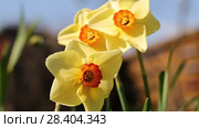 Желтые нарциссы Yellow daffodils (Narcissus poeticus) Стоковое видео, видеограф Ольга Сейфутдинова / Фотобанк Лори