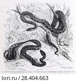 1 - Клетчатый  уж (Tropidonotus tessellatus)  2 - Гадюковый уж (Tropidonotus viperinus) - рисунок  из книги А. Брэма "Жизнь животных" 1896 г. Стоковая иллюстрация, иллюстратор Вера Смолянинова / Фотобанк Лори