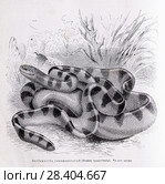 Ластохвост синеполосатый (Distira cyanocincta) - рисунок  из книги А. Брэма "Жизнь животных" 1896 г. Стоковая иллюстрация, иллюстратор Вера Смолянинова / Фотобанк Лори
