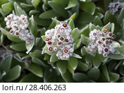 Бессмертник своенравный (Helichrysum devium) Стоковое фото, фотограф Ирина Яровая / Фотобанк Лори