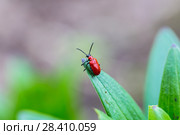 Лилейная трещалка (Lilioceris lilii) Scarlet Lily Beetle (Lilioceris lilii) adult, on lily leaf in garden. Стоковое фото, фотограф Ольга Сейфутдинова / Фотобанк Лори