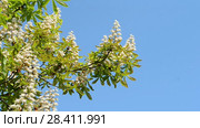 Конский каштан обыкновенный (Aesculus hippocastanum). Белые соцветия раскачиваются на ветру на фоне синего неба. Стоковое видео, видеограф FMRU / Фотобанк Лори