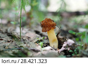 Гриб Шапочка сморчковая (Verpa bohemica) в лесу. Стоковое фото, фотограф Dmitry29 / Фотобанк Лори