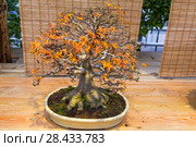 Бонсай - клен дланевидный (Acer palmatum). Возраст - около 60 лет. Выставка японских бонсай в Аптекарском огороде, Москва, ноябрь 2017. Редакционное фото, фотограф Сергей Рыбин / Фотобанк Лори