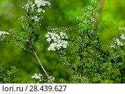 Цветущая Спирея серая Grefsheim (Spiraea cinerea Zabel) Стоковое фото, фотограф Татьяна Белова / Фотобанк Лори
