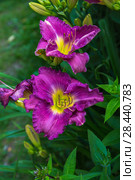 Лилейник Лавендер Блю Бэйби (Hemerocallis Lavender Blue Baby) Стоковое фото, фотограф Ольга Сейфутдинова / Фотобанк Лори
