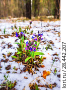 Лекарственное растение Медуница мягчайшая (лат. Pulmonaria mollis) в лесу среди снега. Май, Западная Сибирь. Стоковое фото, фотограф Евгений Мухортов / Фотобанк Лори