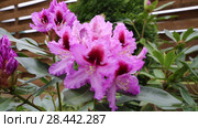 Catawba Rhododendron Cultivar (Rhododendron catawbiense) Стоковое видео, видеограф Ольга Сейфутдинова / Фотобанк Лори