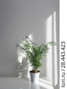 Green plant Areca in a flowerpot on a table against a white wall background. Стоковое фото, фотограф Ярослав Данильченко / Фотобанк Лори