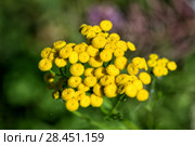 Цветы пижмы (Tanacetum vulgare) Стоковое фото, фотограф Евгений Ткачёв / Фотобанк Лори