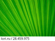 Beautiful abstract bright green continuous plant background - fragment of a natural leaf of a palm tree. Стоковое фото, фотограф Евгений Харитонов / Фотобанк Лори