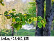 Ветка осины обыкновенной (Populus tremula, Тополь дрожащий) Стоковое фото, фотограф Алёшина Оксана / Фотобанк Лори