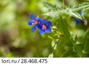 flora of Gran Canaria - blue pimpernel. Стоковое фото, фотограф Tamara Kulikova / Фотобанк Лори