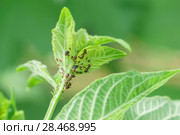 Молодой побег калины обыкновенной (лат. Viburnum opulus) с тлей (лат. Aphidoidea) и муравьями (лат. Formicidae). Садовые вредители. Стоковое фото, фотограф Наталья Гармашева / Фотобанк Лори