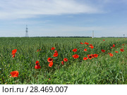 Красные цветки мака  полевого (лат. Papaver rhoeas) на краю поля с озимой пшеницей (лат. Triticum) Стоковое фото, фотограф Наталья Гармашева / Фотобанк Лори
