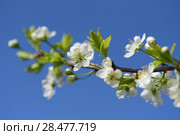 Ветка сливы на фоне неба. Стоковое фото, фотограф Ирина Носова / Фотобанк Лори