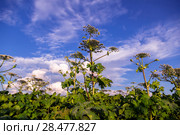 Борщевик Сосновского (лат. Heracleum sosnowskyi) Стоковое фото, фотограф Ольга Сейфутдинова / Фотобанк Лори