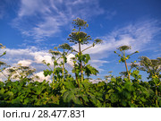 Борщевик Сосновского (лат. Heracleum sosnowskyi) Стоковое фото, фотограф Ольга Сейфутдинова / Фотобанк Лори