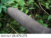 Close-up of elephant's trunk feeding on leaves, Tad Sae Waterfall, Luang Prabang, Laos. Стоковое фото, фотограф Keith Levit / Ingram Publishing / Фотобанк Лори