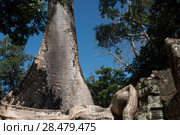 Spung tree and stones at Ta Prohm Temple, Angkor Archaeological Park, Krong Siem Reap, Siem Reap, Cambodia (2016 год). Стоковое фото, фотограф Keith Levit / Ingram Publishing / Фотобанк Лори