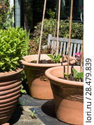 Plants growing on patio in pots. Стоковое фото, агентство Ingram Publishing / Фотобанк Лори