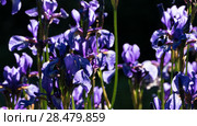 Purple flag iris in evening light. Стоковое фото, агентство Ingram Publishing / Фотобанк Лори