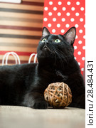 Portrait of a black cat pet lying near the red shopping paper bags. Стоковое фото, фотограф Kirill Kedrinskiy / Ingram Publishing / Фотобанк Лори