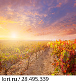 Sunrise in vineyard at Utiel Requena tempranillo bobal grape vineyards spain. Стоковое фото, фотограф Tono Balaguer / Ingram Publishing / Фотобанк Лори