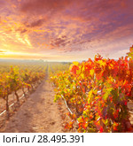 Sunrise in vineyard at Utiel Requena tempranillo bobal grape vineyards spain. Стоковое фото, фотограф Tono Balaguer / Ingram Publishing / Фотобанк Лори
