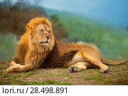 Lion male having a rest lying on the mountain top. Стоковое фото, фотограф Tono Balaguer / Ingram Publishing / Фотобанк Лори