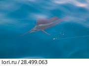Sailfish sportfishing close to the boat with fishing line under surface. Стоковое фото, фотограф Tono Balaguer / Ingram Publishing / Фотобанк Лори