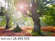 Autumn Selva de Irati fall beech jungle in Navarra Pyrenees of Spain. Стоковое фото, фотограф Tono Balaguer / Ingram Publishing / Фотобанк Лори