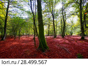 Autumn Selva de Irati fall beech jungle in Navarra Pyrenees of Spain. Стоковое фото, фотограф Tono Balaguer / Ingram Publishing / Фотобанк Лори
