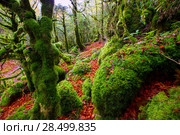 Autumn Selva de Irati fall beech jungle in Navarra Pyrenees of Spain. Стоковое фото, фотограф Tono Balaguer / Ingram Publishing / Фотобанк Лори