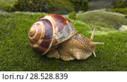 Улитка Achatina fulica движется по мху. Snail Achatina fulica moves on the moss. Стоковое видео, видеограф Евгений Романов / Фотобанк Лори