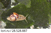 Улитка Achatina fulica движется по мху. Snail Achatina fulica moves on the moss. Стоковое видео, видеограф Евгений Романов / Фотобанк Лори