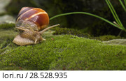 Улитка Achatina fulica движется по мху. Snail Achatina fulica moves on the moss. Стоковое видео, видеограф Евгений Романов / Фотобанк Лори
