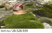 Улитка Achatina fulica движется по мху. Snail Achatina fulica moves on the moss. Стоковое видео, видеограф Евгений Романов / Фотобанк Лори