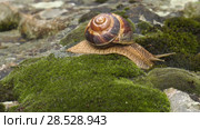 Улитка Achatina fulica движется по мху. Snail Achatina fulica moves on the moss. Стоковое видео, видеограф Евгений Романов / Фотобанк Лори