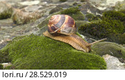 Улитка Achatina fulica движется по мху. Snail Achatina fulica moves on the moss. Стоковое видео, видеограф Евгений Романов / Фотобанк Лори