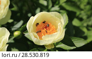 Пион межвидовой гибрид Лемон Шиффон. Herbaceous Peonies 'Lemon Chiffon' in flower. Стоковое видео, видеограф Ольга Сейфутдинова / Фотобанк Лори