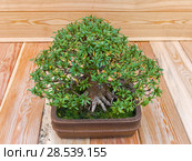 Бонсай - рододендрон индийский (Rhododendron indicum). Возраст - около 50 лет. Выставка японских бонсай в Аптекарском огороде, Москва (2017 год). Редакционное фото, фотограф Сергей Рыбин / Фотобанк Лори