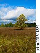 В осеннем наряде. Стоковое фото, фотограф Игорь Камаев / Фотобанк Лори