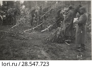 Немецкие солдаты маскируют обоз в лесу. Стоковое фото, фотограф WWII / Фотобанк Лори