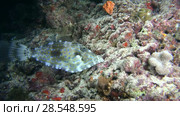 Scrawled Filefish - Aluterus scriptus swim over coral reef. Indian Ocean, Maldives, Asia. Стоковое видео, видеограф Некрасов Андрей / Фотобанк Лори