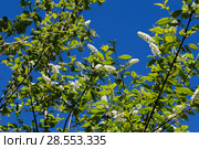 Цветущая черёмуха (лат. Prunus padus) на фоне голубого неба. BLossoming Bird Cherry tree (Prunus padus) Стоковое фото, фотограф Ольга Сейфутдинова / Фотобанк Лори