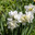 White narcissus (Narcissus poeticus) Стоковое фото, фотограф Ольга Сейфутдинова / Фотобанк Лори