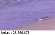Водяной уж на побережье Каспийского моря. Dice snake on the coast of the Caspian sea. Стоковое видео, видеограф Евгений Романов / Фотобанк Лори